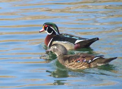 Прикрепленное изображение: 003b.jpg